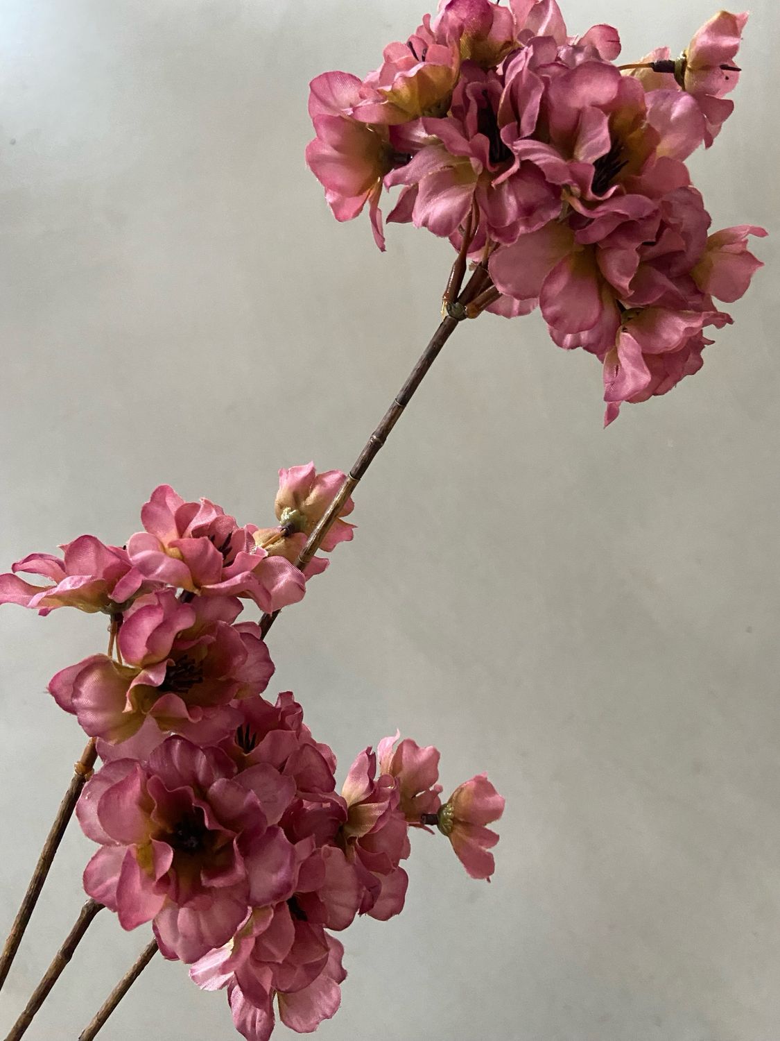 Prunus paars 84 cm