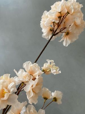 Prunus crème 84 cm