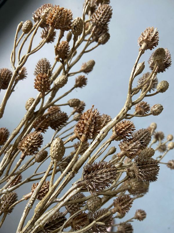 Herfsttak licht bruin