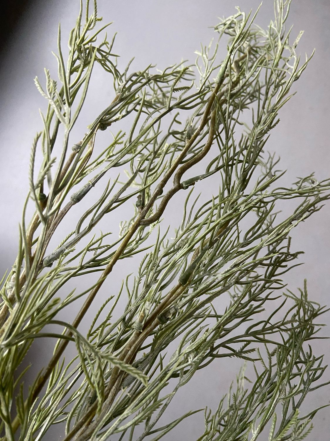 Decotak gras