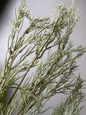 Decotak gras