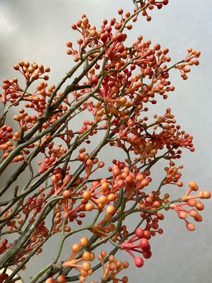 Bessentak Peach / oranje