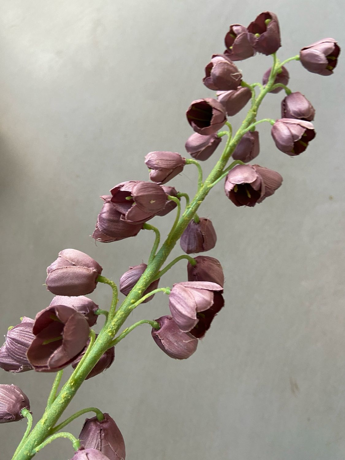 Fritillaria Mauve