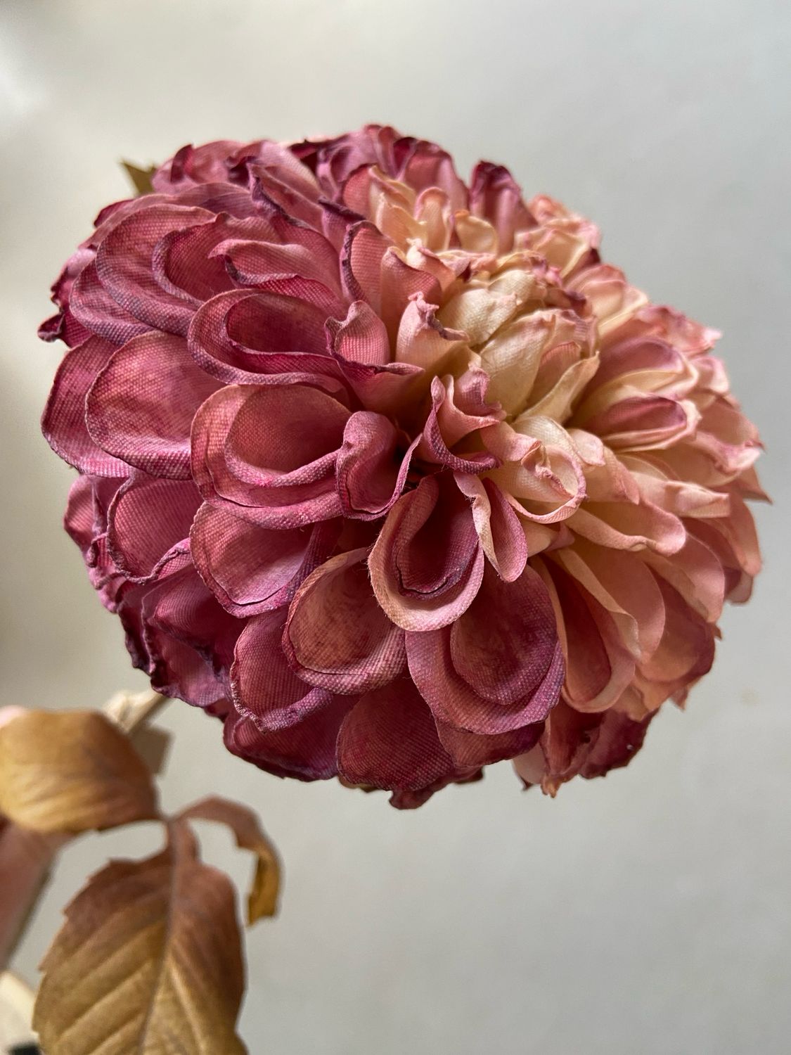 Dahlia paars / licht roze