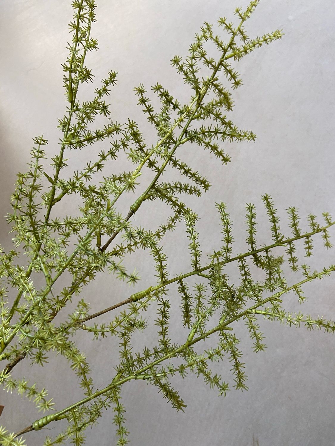 Asparagus tak