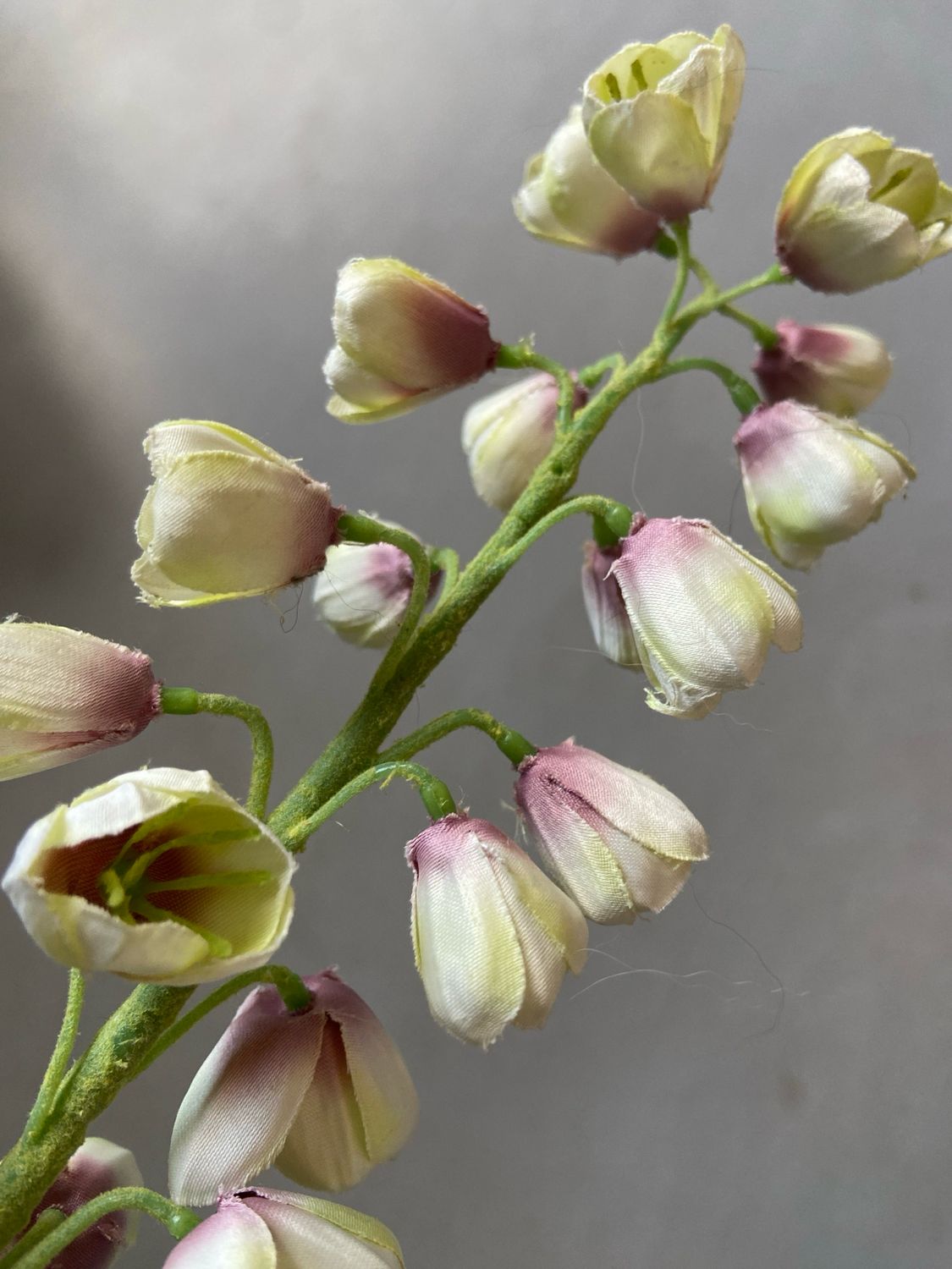 Fritillaria wit / lila