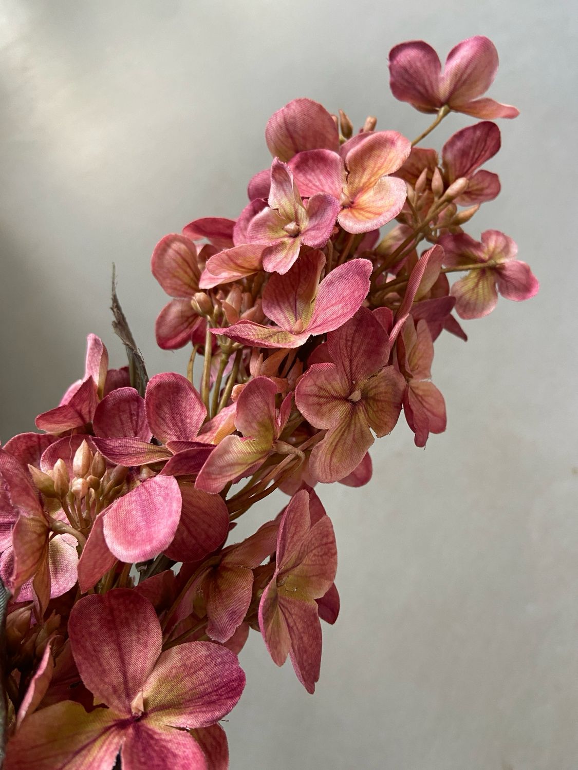 Hortensia roze