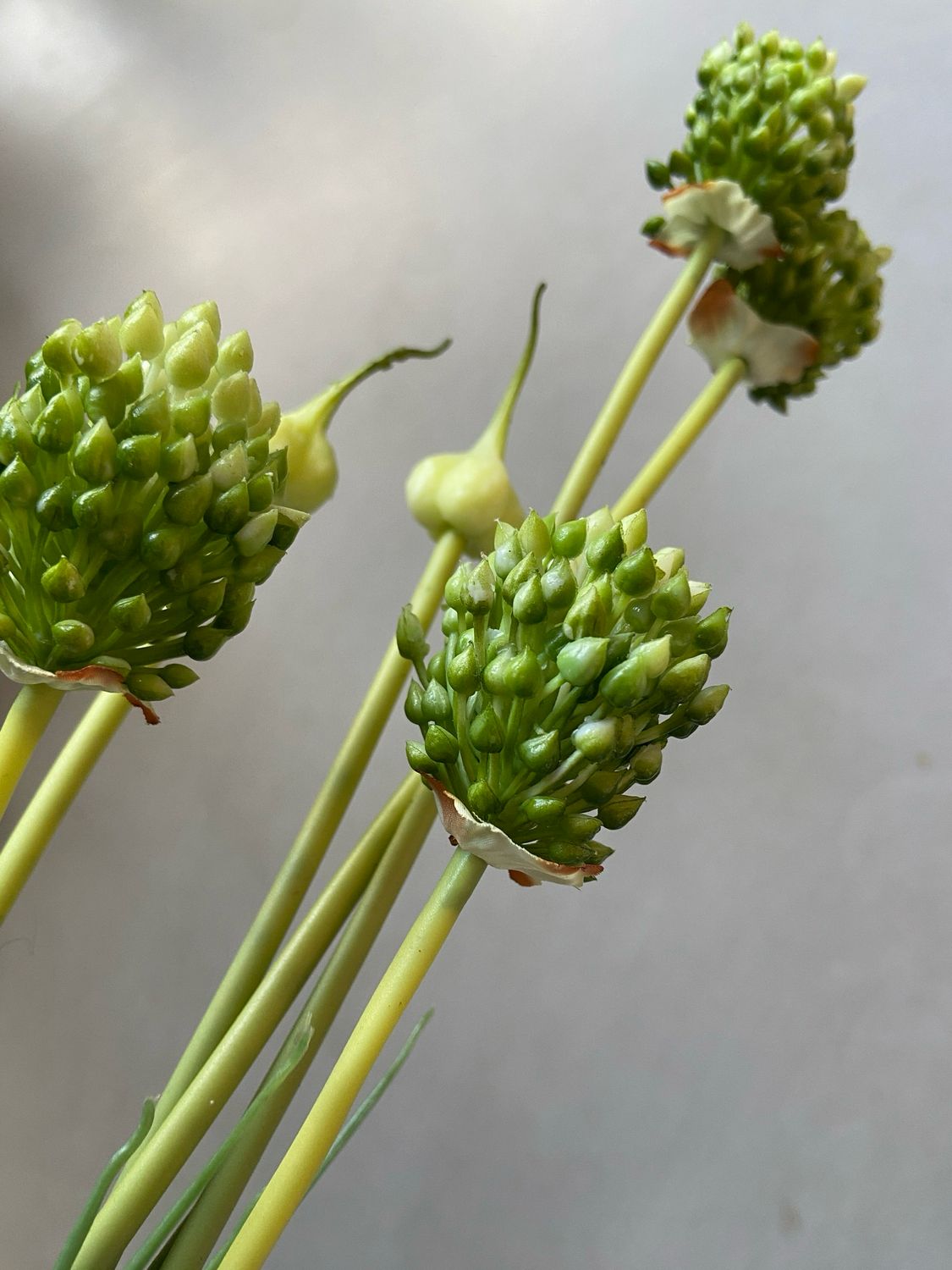 Alium groen