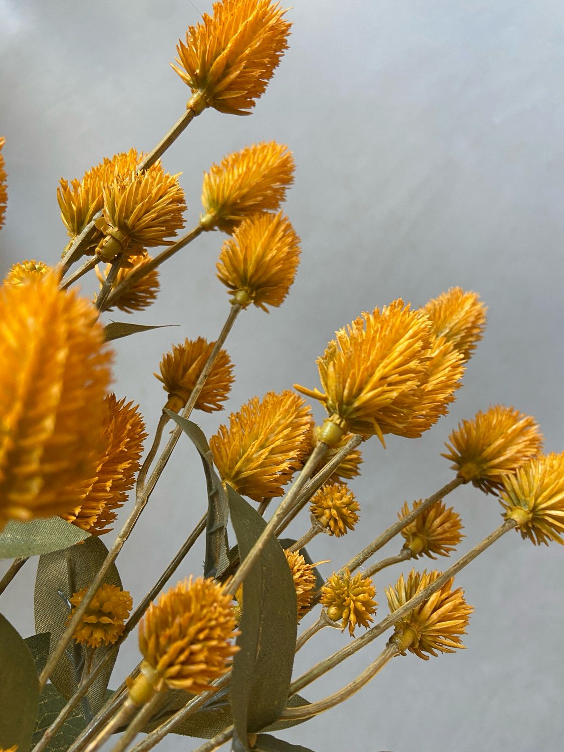 Distel mosterd