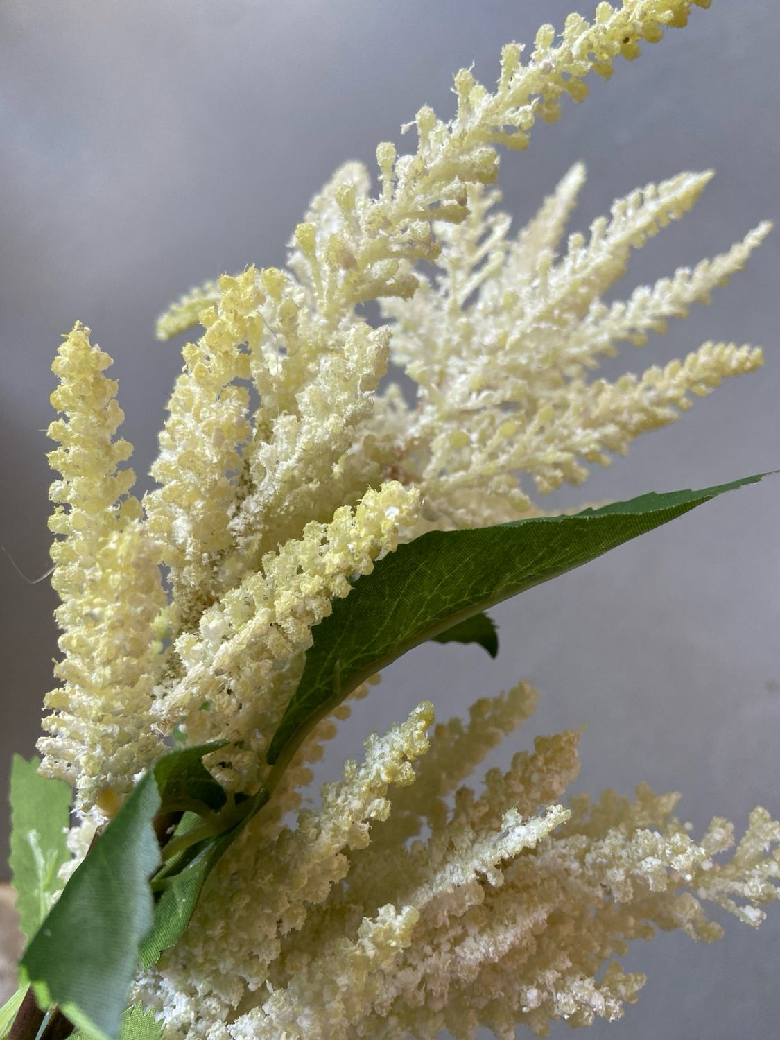 Astilbe wit