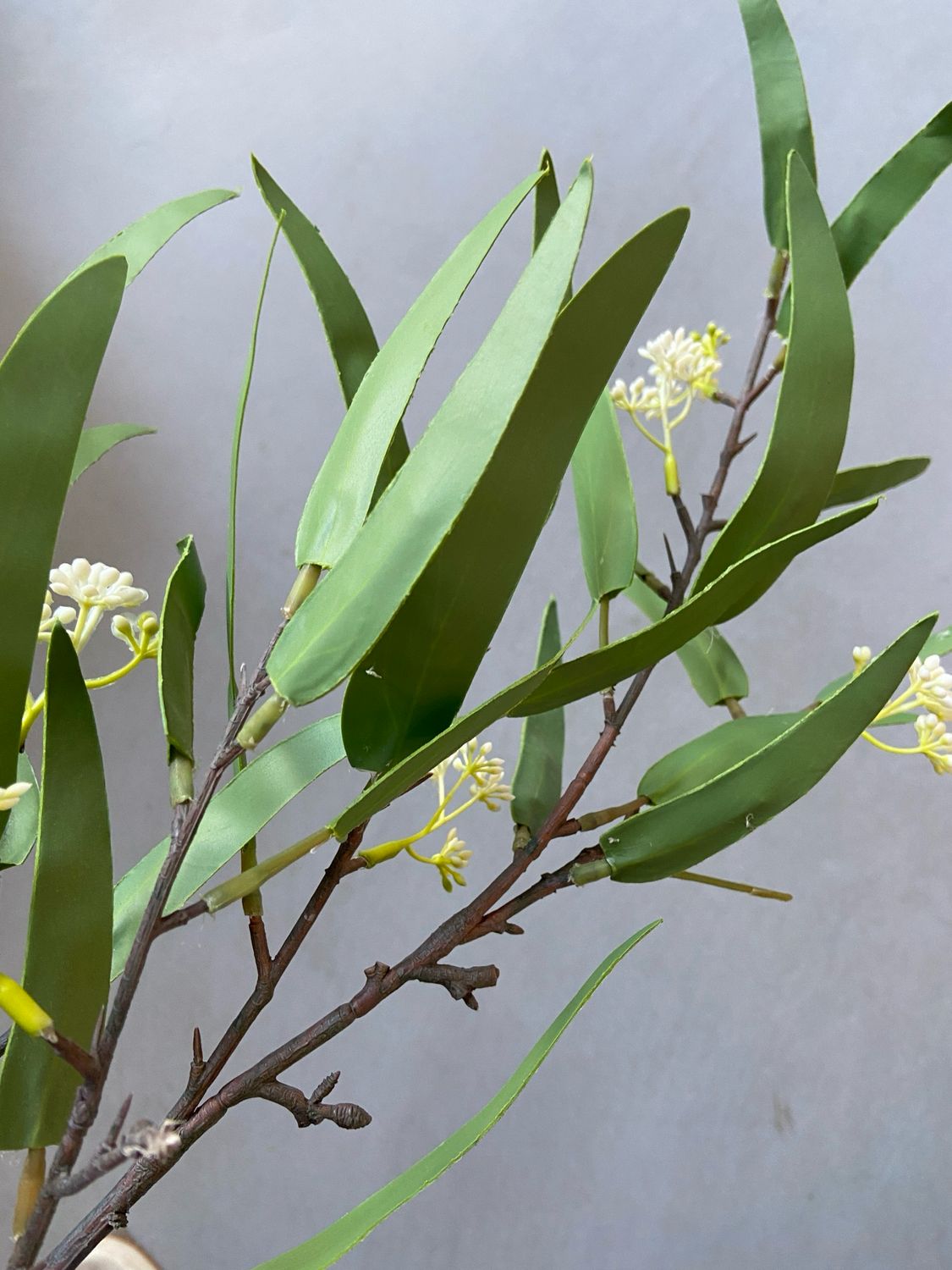 Salix groen
