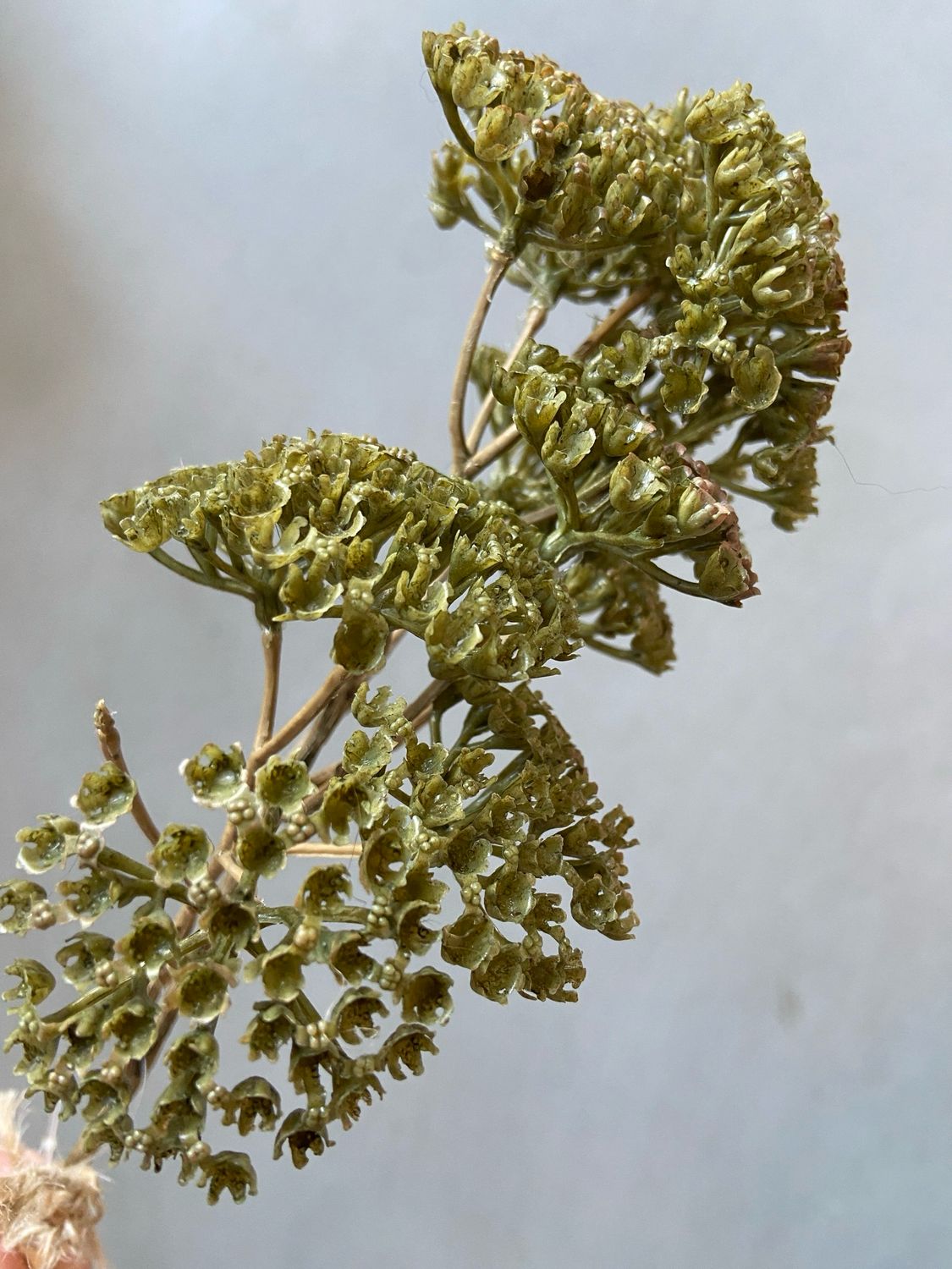 Achillea groen