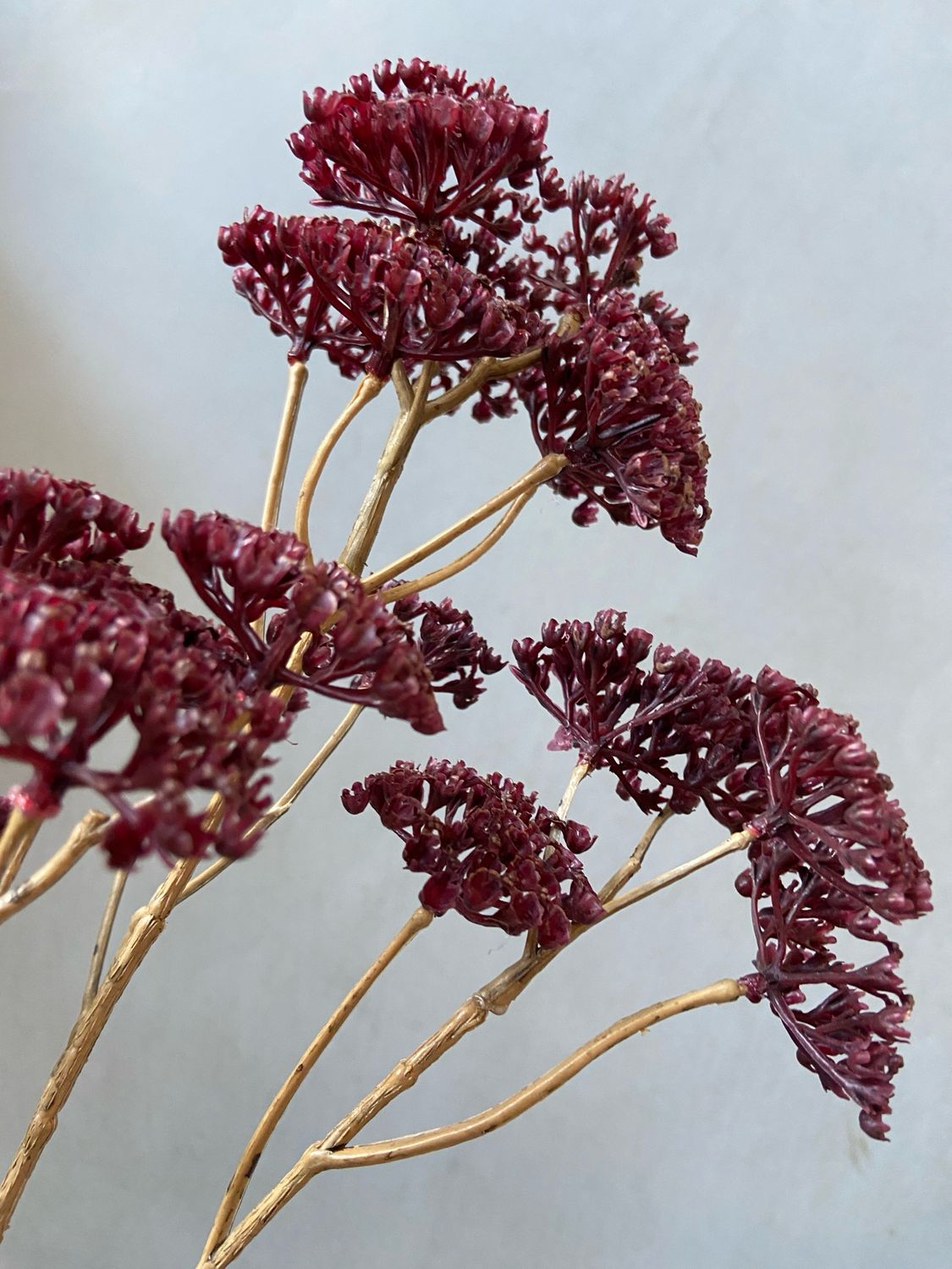 Achillea diep paars