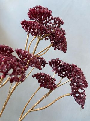 Achillea diep paars