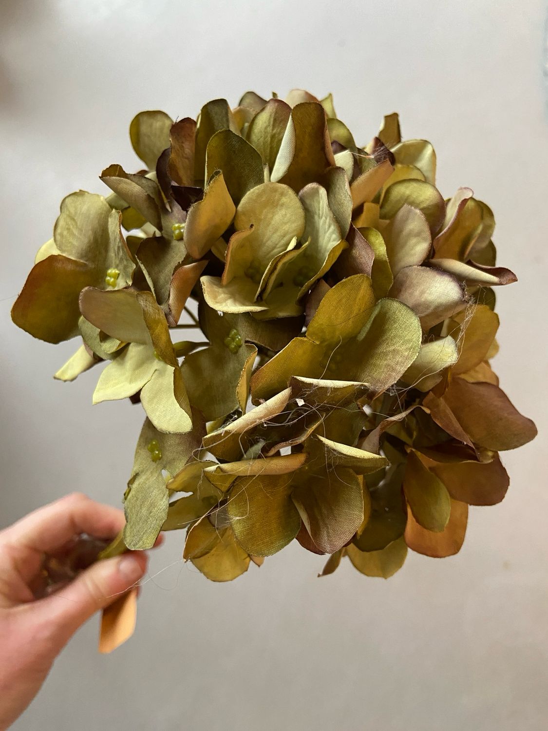 Hortensia kort groen