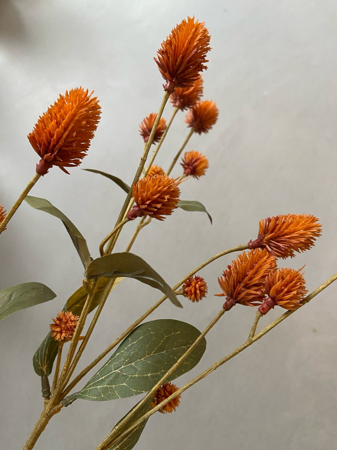 Distel oranje