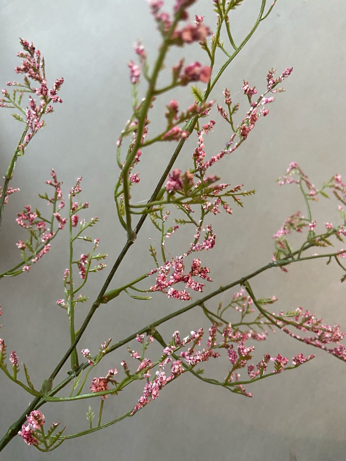 Limonium pink