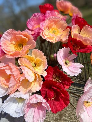 Klaproos (papaver) rood