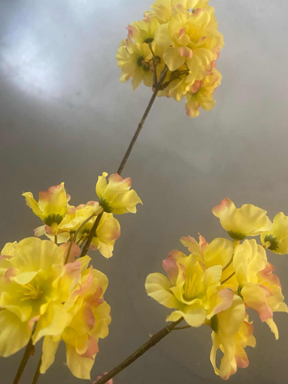 Prunus 84 cm geel