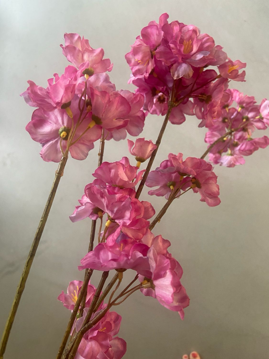 Prunus 84 cm paars/ roze