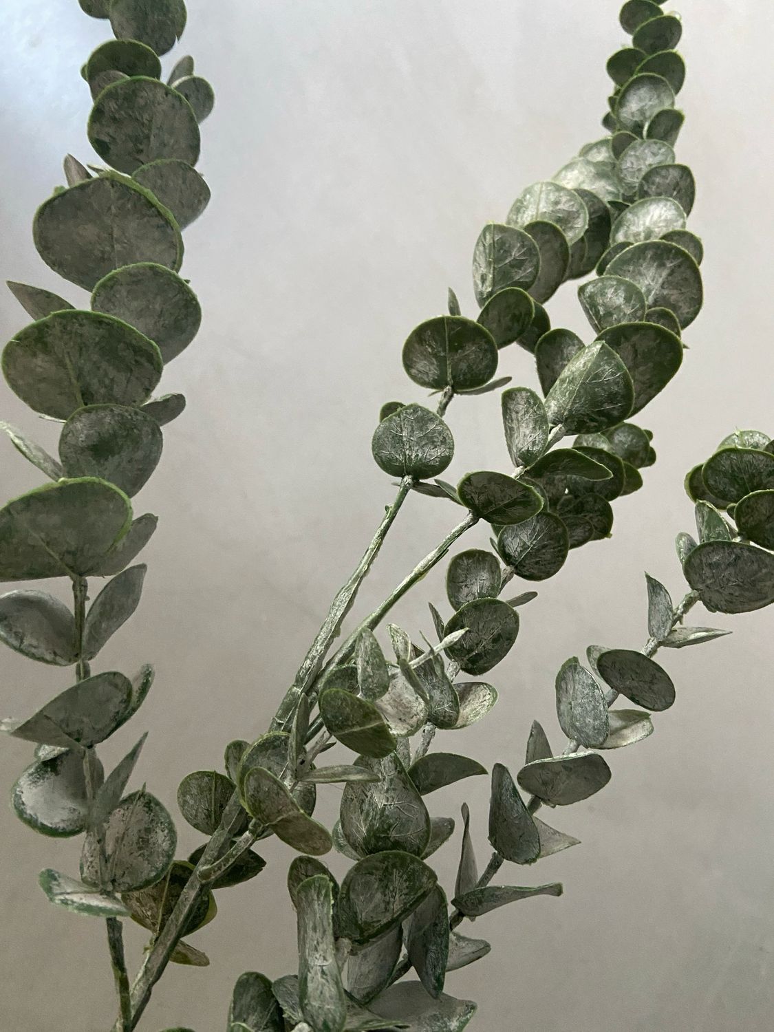 Eucalyptus frosted 90 cm