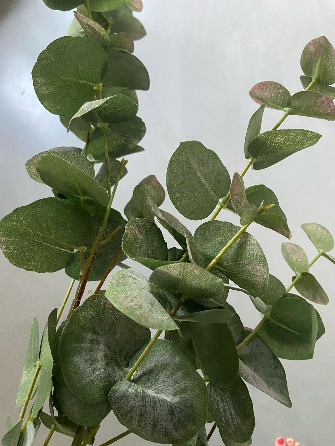 Eucalyptus groen 98 cm