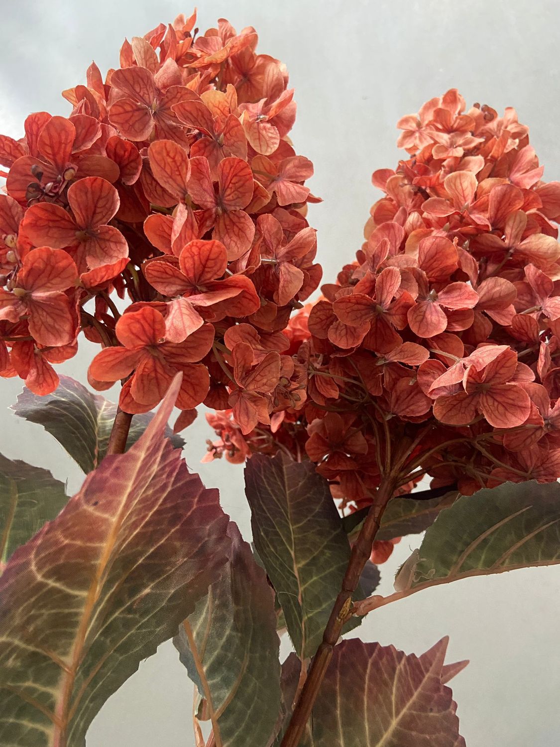 Hydrangea Aletta oranje
