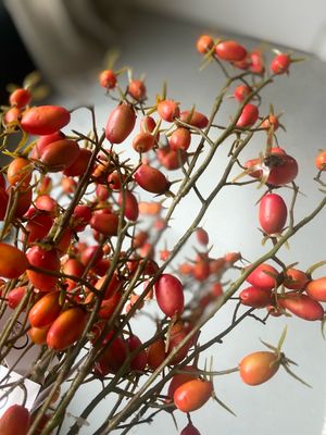 Rozebottel oranje 77 cm