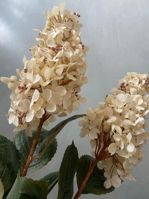 Hydrangea Culata wit