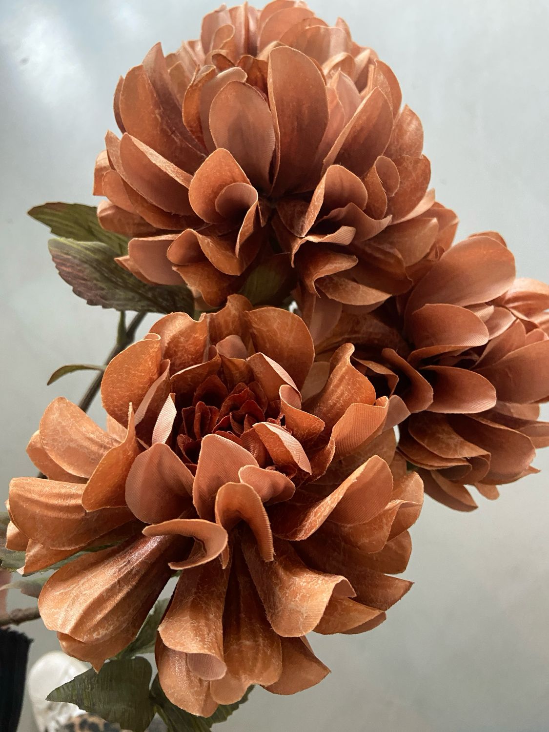 Dahlia bruin