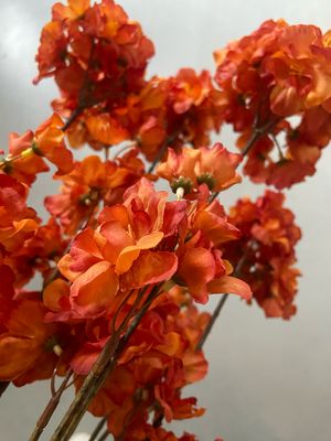 Prunus malaga spray oranje