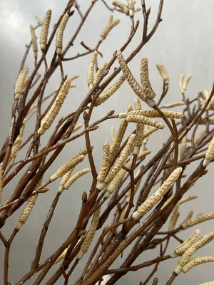 Kunsttak betula crème