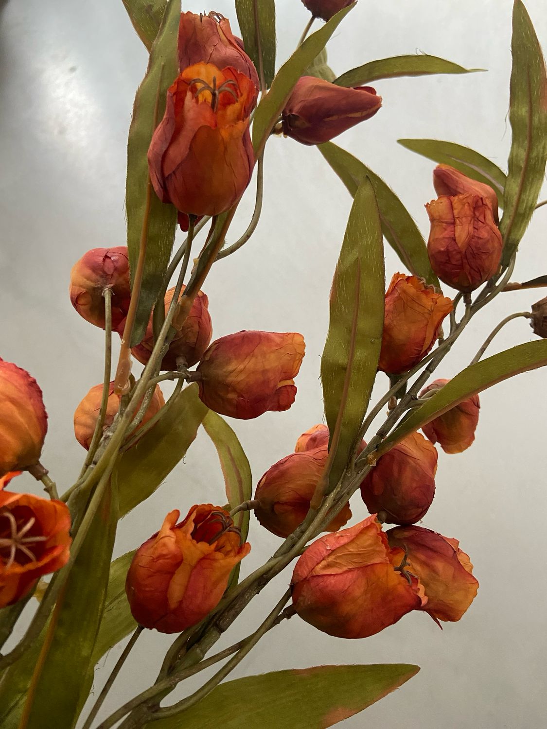 Abutilon /lantaarn oranje 105 cm