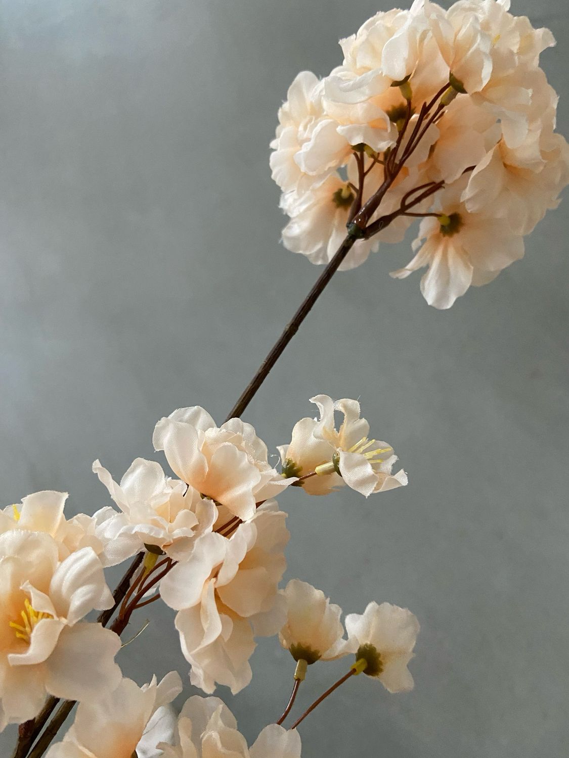 Prunus malaga crème 84 cm