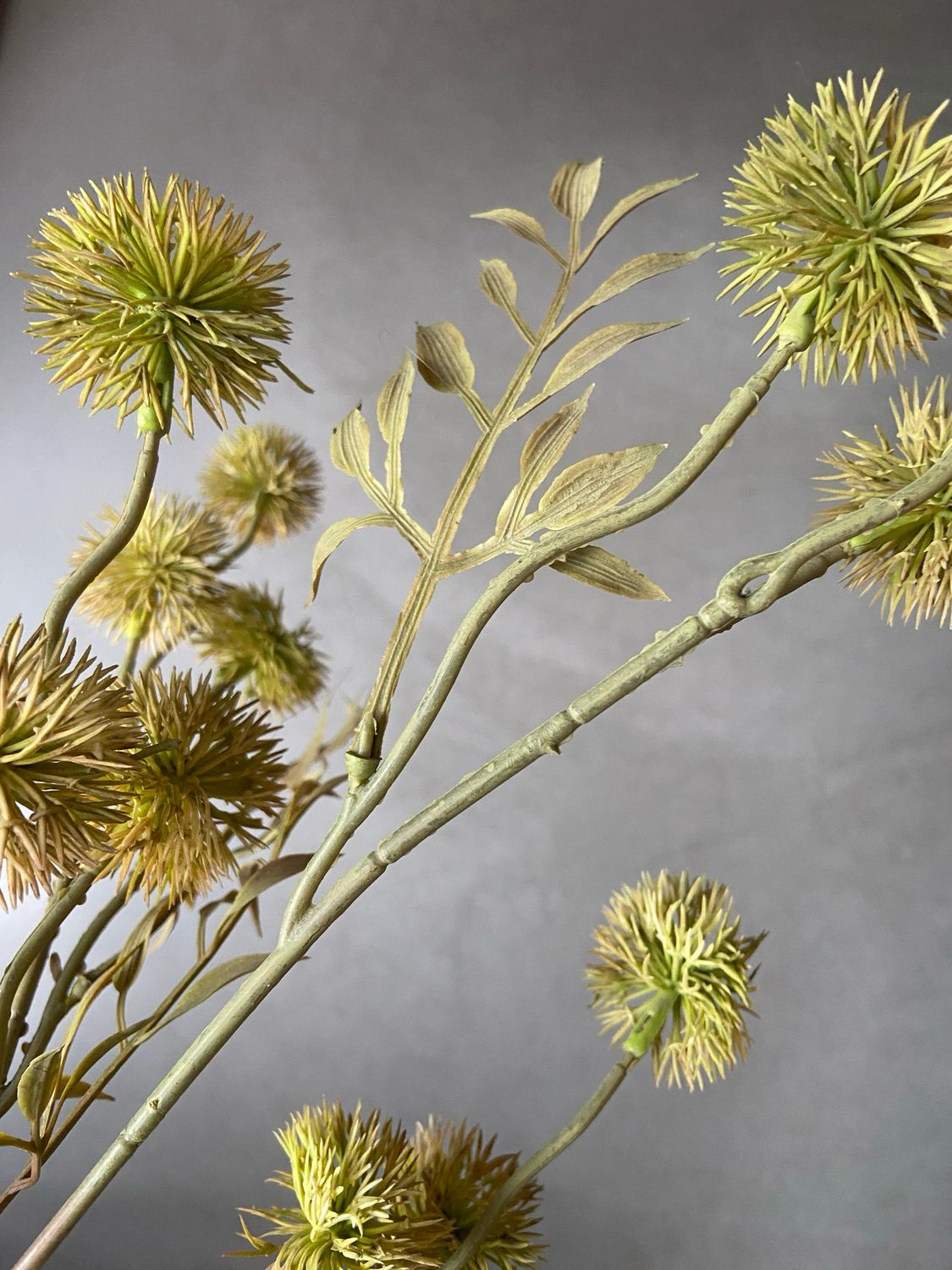 Flower little dandelion groen