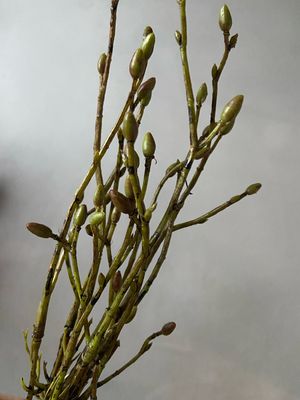 Tilia kunsttakjes - bundel 3