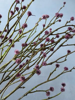Eryngium kunsttak spray donker roze