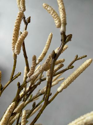 Betula kunsttakjes bundel 3