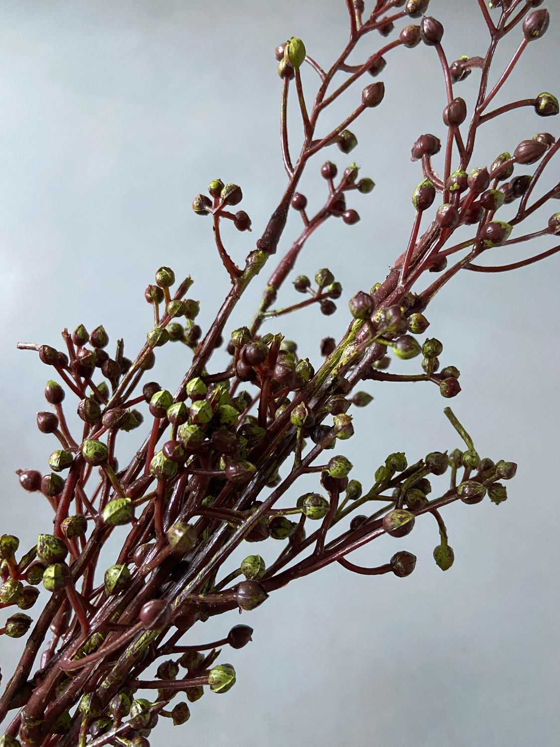 Brassica kunsttakjes bundel 3