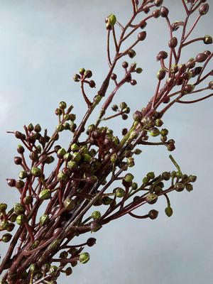 Brassica kunsttakjes bundel 3