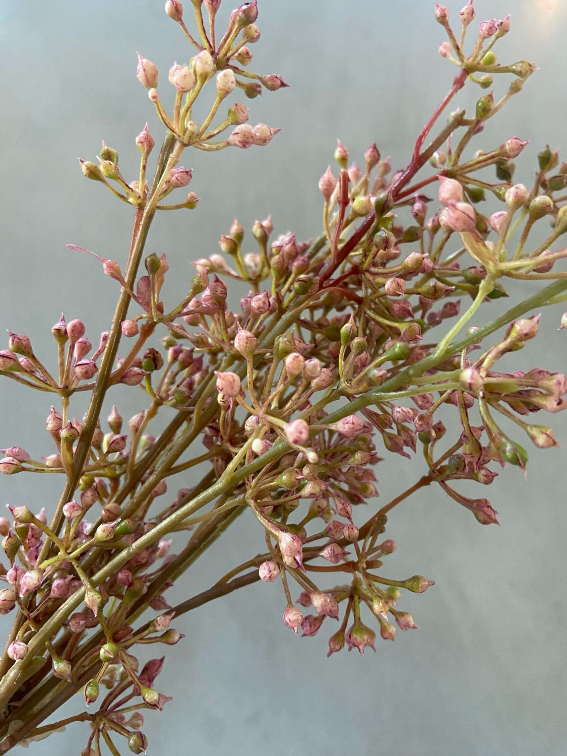 Bundel berry roze s3 55 cm