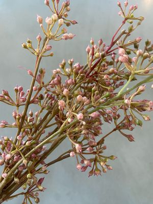 Bundel berry roze s3 55 cm