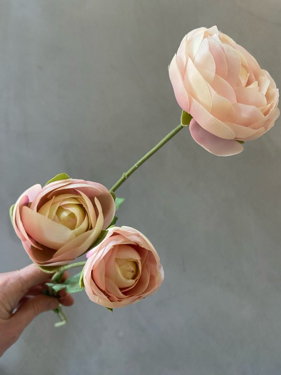 Ranonkel spray licht roze