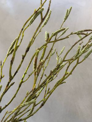 Kunst bundel salix s3 55 cm