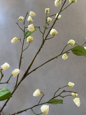 Meidoorn crème groen 84 cm