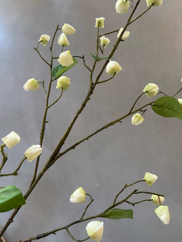 Meidoorn crème groen 84 cm