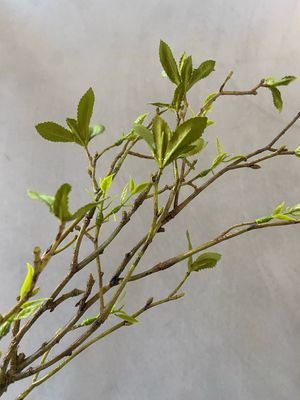 Leaf bundle s2 56 cm groen