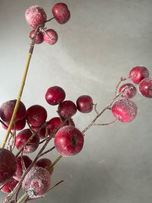 Appeltak rood frost