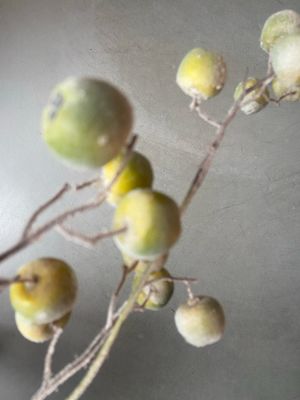 Appeltak groen frost