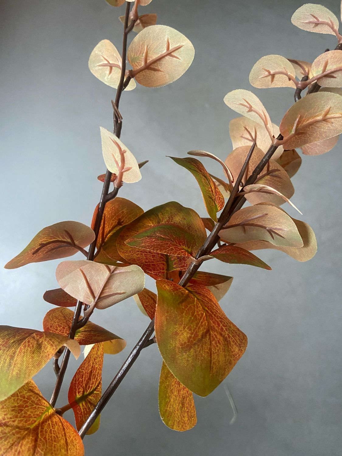 Eucalyptus spray oranje geel